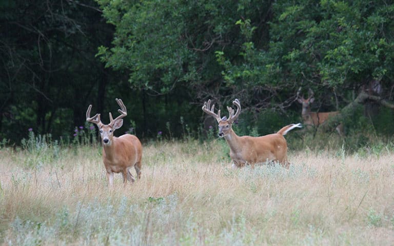 Deer Hunting - Hunt the Hashknife Ranch