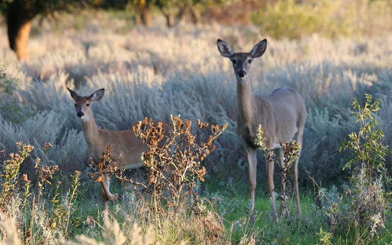 Deer Hunting - Hunt the Hashknife Ranch