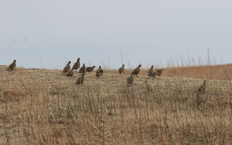 Kansas Pheasant & Quail Hunting Regulations