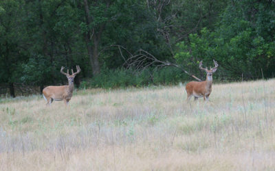 Deer Hunting - Hunt the Hashknife Ranch